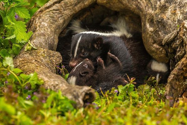 Minnesota-striped skunk-mother and kit in log-captive
